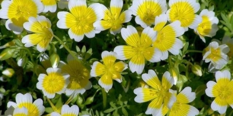 Uzgoj limnanthesa iz sjemena prilikom sadnje za rasad